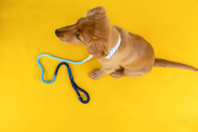 Kennedy Rope Dog Leash image number 2