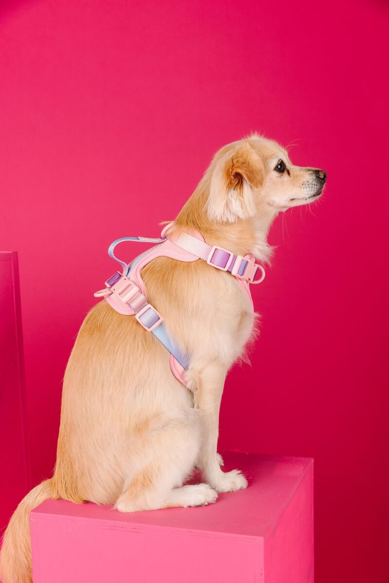 Diem Dog Harness image number 3