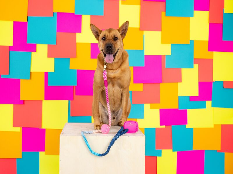 Maddox Rope Dog Leash image number 3