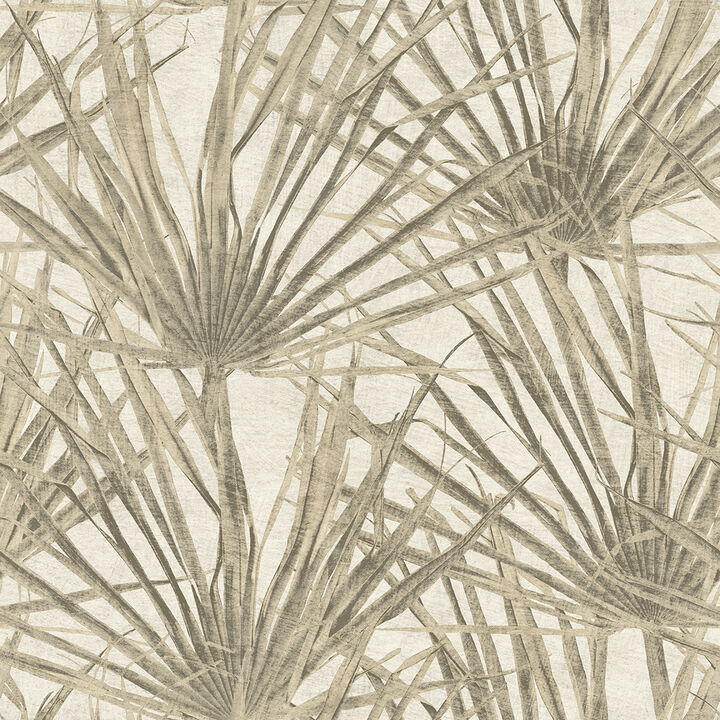 Palm Wallpaper