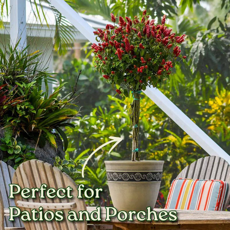 Braided Shrimp Tree in 3 Gallon Nursery Pot 1 ‑Pack image number 3