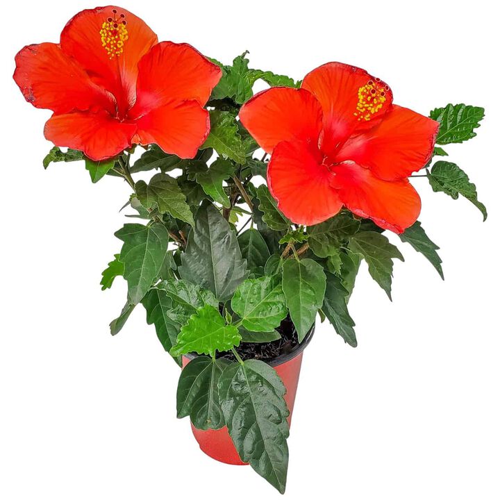 Hibiscus Bush in 1 Gallon Nursery Pot 1 ‑Pack