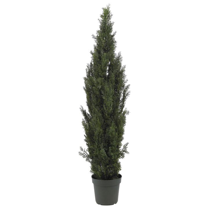 HomPlanti 6 Feet Mini Cedar Pine Tree (Indoor/Outdoor)