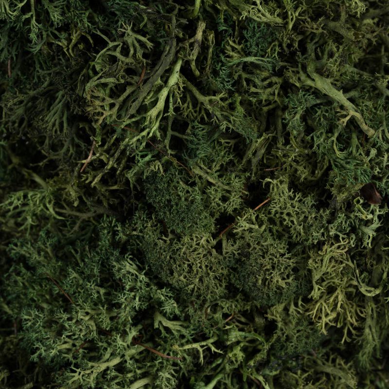 Vickerman 15.5 " Reindeer Moss Square-Dark Green image number 5