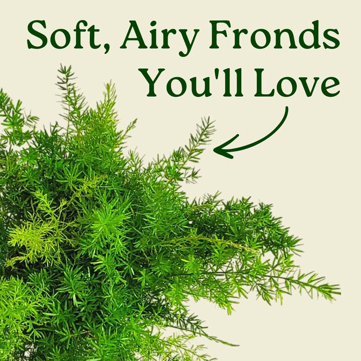 Green Sprengeri Fern House Plant in 1 Gallon Nursery Pot 1 -Pack