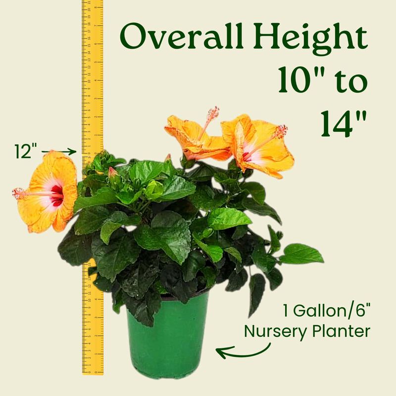 Yoder Dwarf Red Hibiscus Bush in 1 Gallon Nursery Pot 1‑Pack image number 2