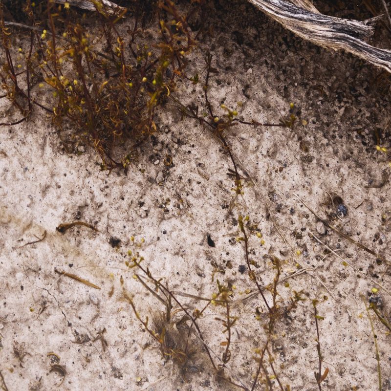 Bough By Shade Degges