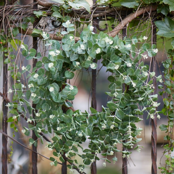 Eucalyptus with Olive Flowers Spring Wreath  28-Inch