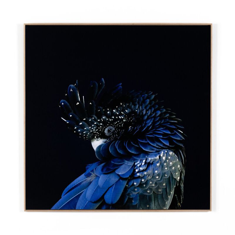 Red Tailed Black Cockatoo image number 0