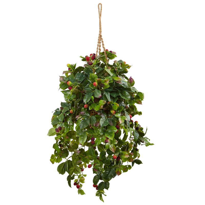 HomPlanti Raspberry Plant Hanging Basket