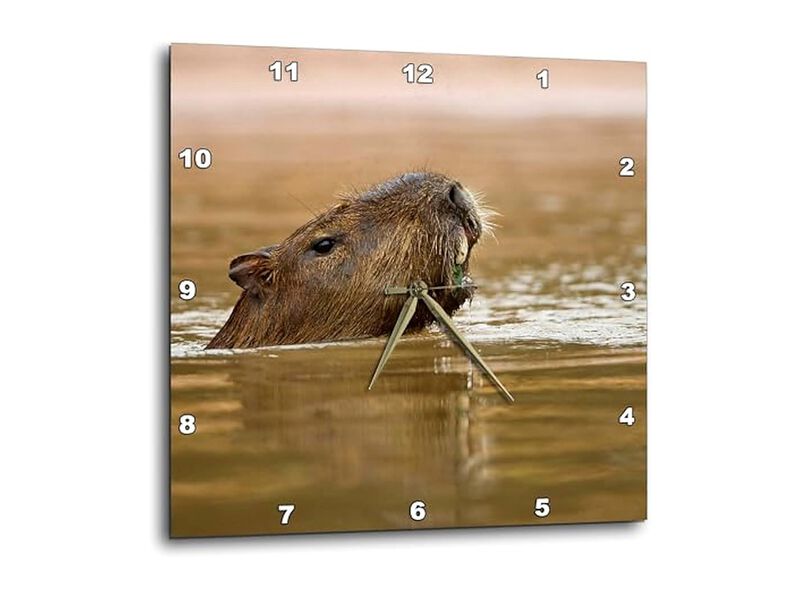 Brazil Matto Grosso Capybara Wildlife Gold Wall Clock 10 Inch Home Decor image number 0