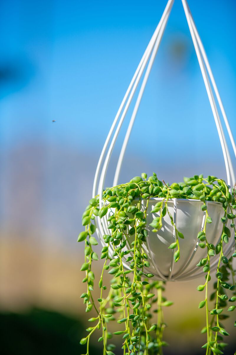 Raindrop Planters-set of 2 (small + large)-glossy white