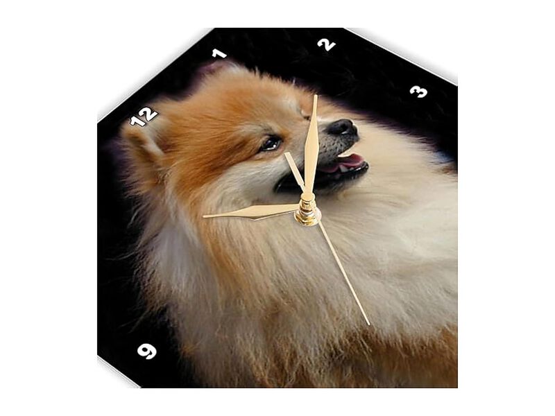 Pomeranian Portrait Wall Clock 10 Inch Home Decor image number 3