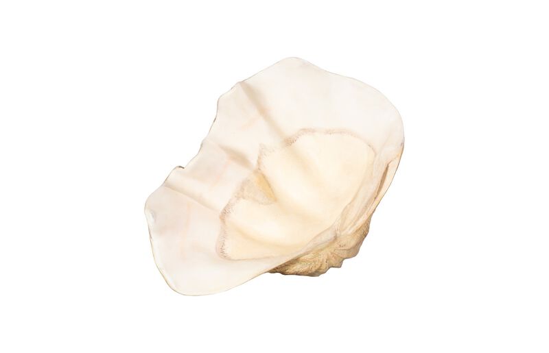 Cast Clam Large Shell Bowl