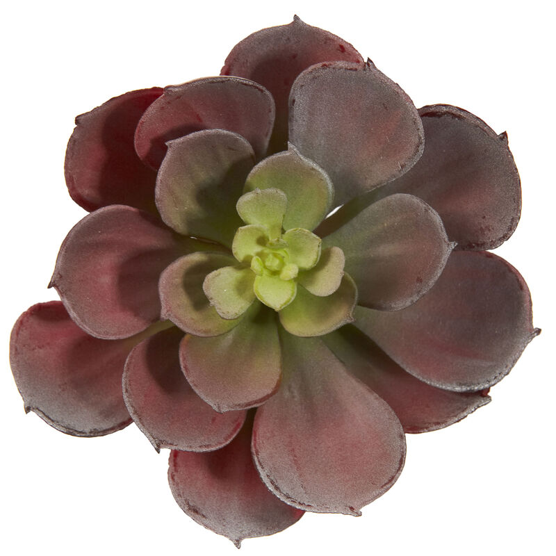 Hivvago 5" Echeveria Succulent Plant (Set of 12)