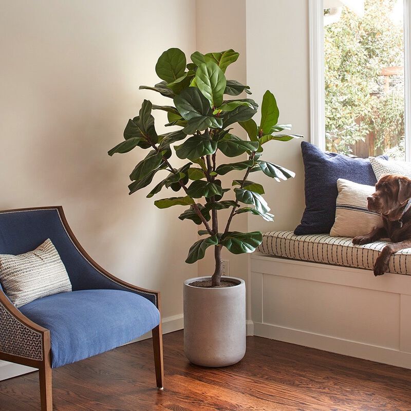 Artificial Fiddle Leaf Fig Tree with Artisan Planter image number 5