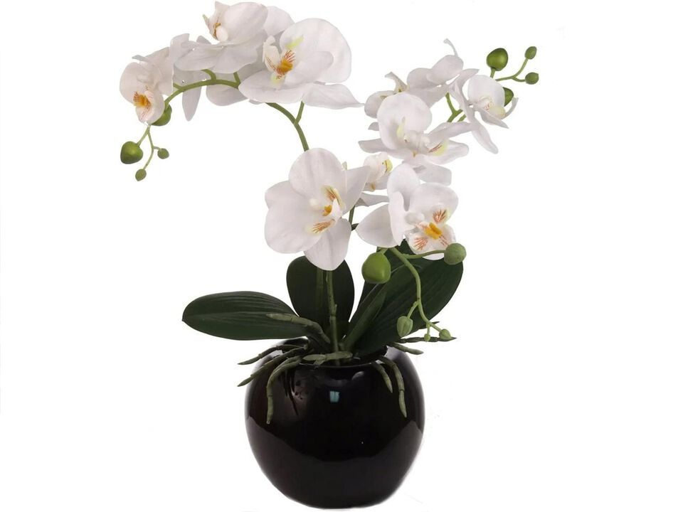18 Inch Phalaenopsis Orchid Floral Arrangement in Decorative Black Ceramic Vase. 14 Inch Diameter.