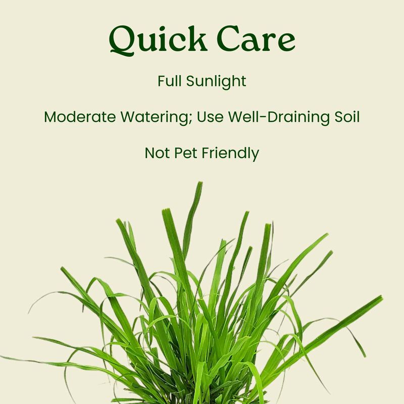 Lemongrass in 1 Gallon Nursery Pot 1 ‑Pack image number 5