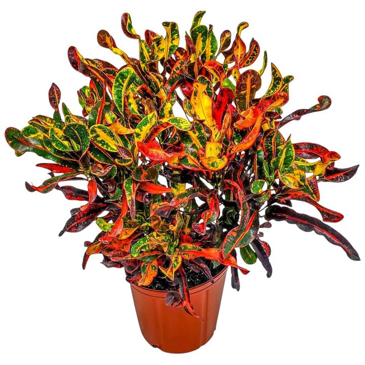 Croton Mammy Plant in 3 Gallon Nursery Pot 1 ‑Pack