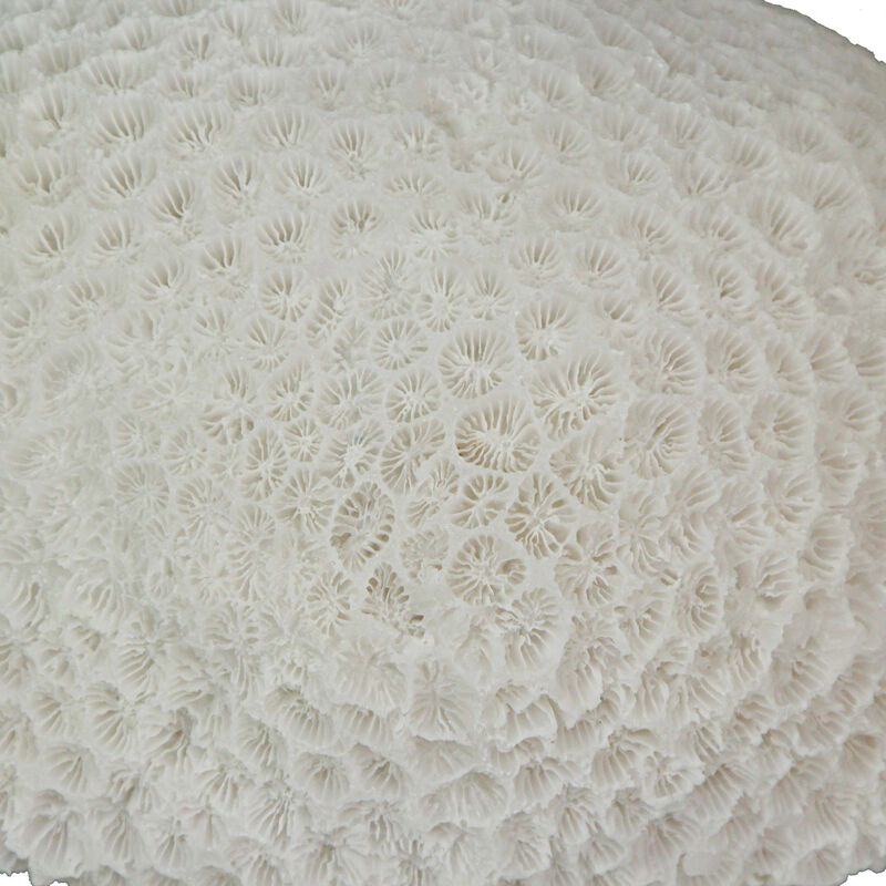 6" Resin LED Brain Coral Lamp - Nautical Decor image number 2