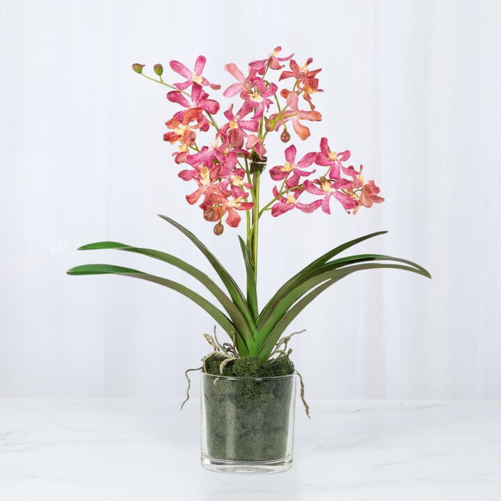 Pink Vanda Orchid Arrangement in Vase - 24"