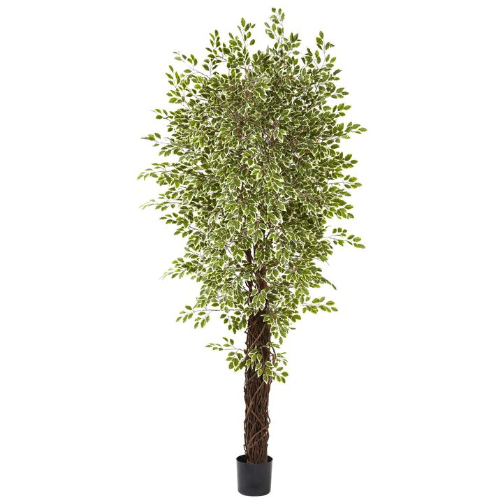 Hivvago 7.5 Feet Variegated Mini Ficus w/4131 Lvs