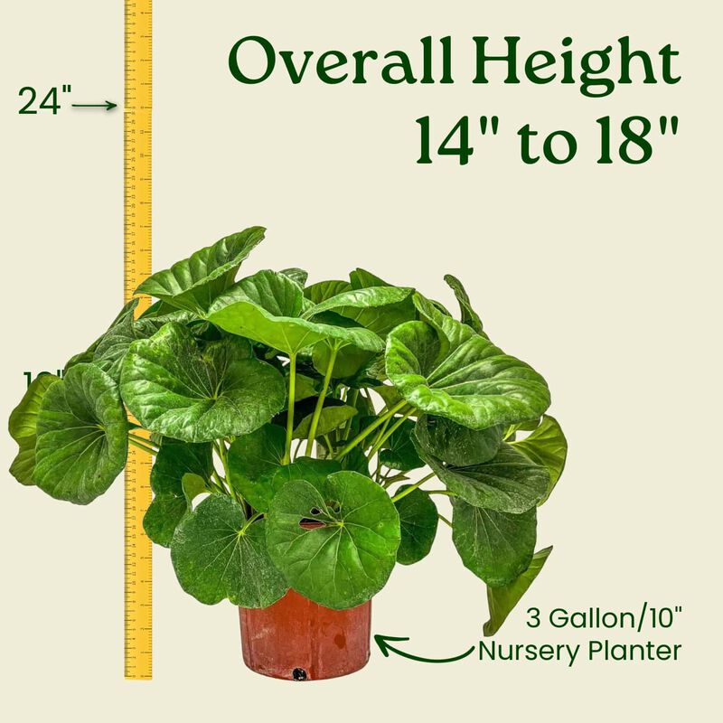 Tractor Seat Plant (Farfugium japonicum) in 3 Gallon Nursery Pot 1 ‑Pack image number 2