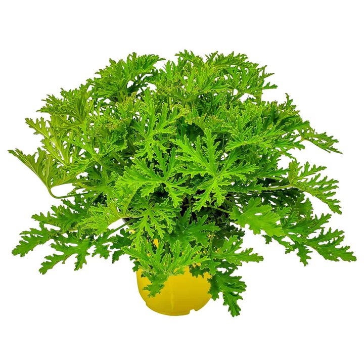 Citronella Mosquito Plant in 1 Gallon Nursery Pot 1 ‑Pack