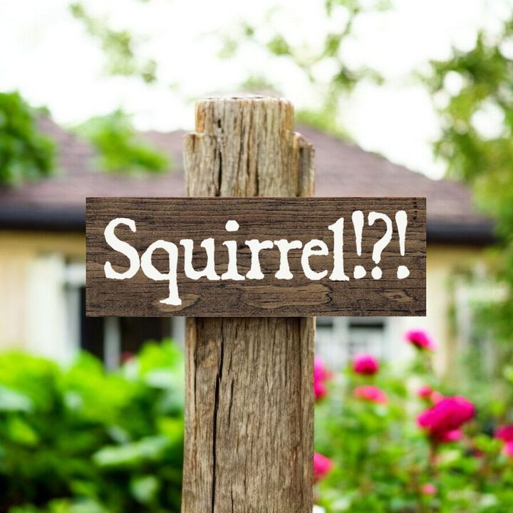 Squirrel Wood Sign Rustic Farmhouse Wall Decor for Living Room, Cabin or Entryway