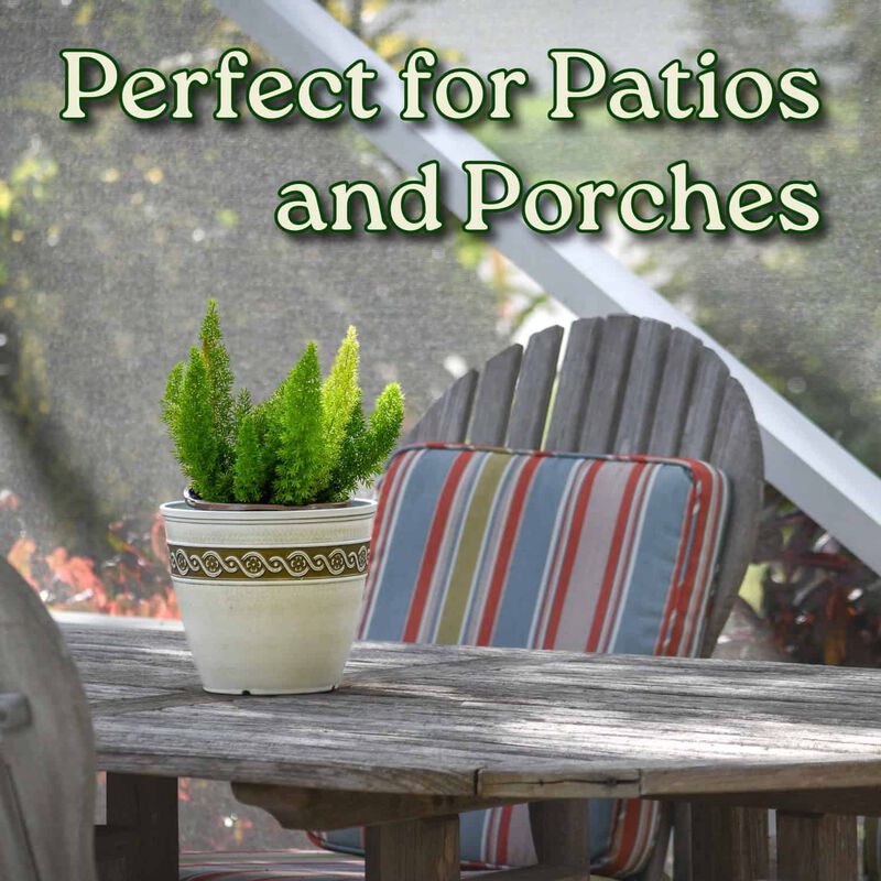 Foxtail Fern (Asparagus densiflorus) in 1 Gallon Nursery Pot 1 ‑Pack image number 5