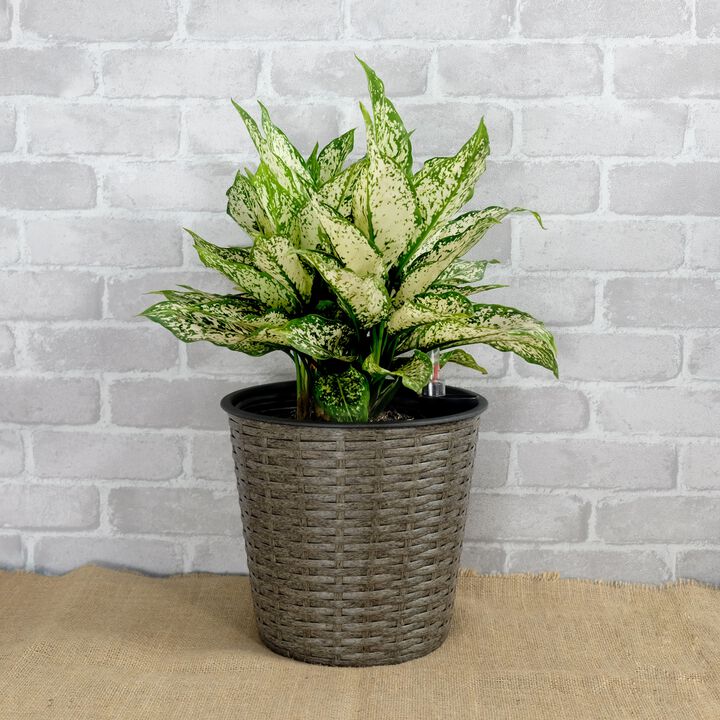 10.2" Self-watering Wicker Decor Round Planter for Indoor and Outdoor