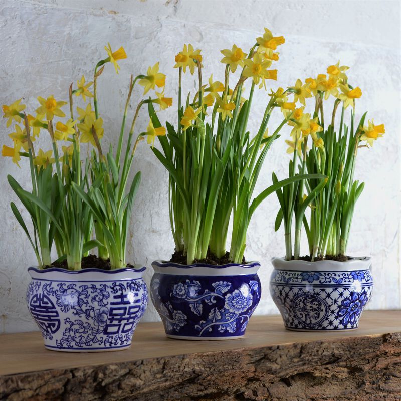 Blue and White Terrace Garden Planter Set