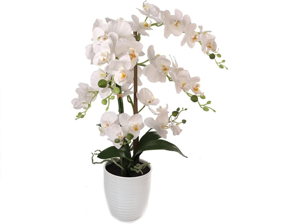 25 Inch Phalaenopsis Orchid Floral Arrangement in Decorative White Ceramic Vase. 17” Diameter