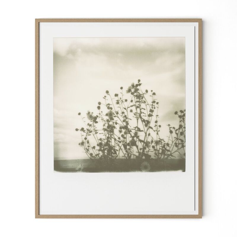 Sunflowers image number 0