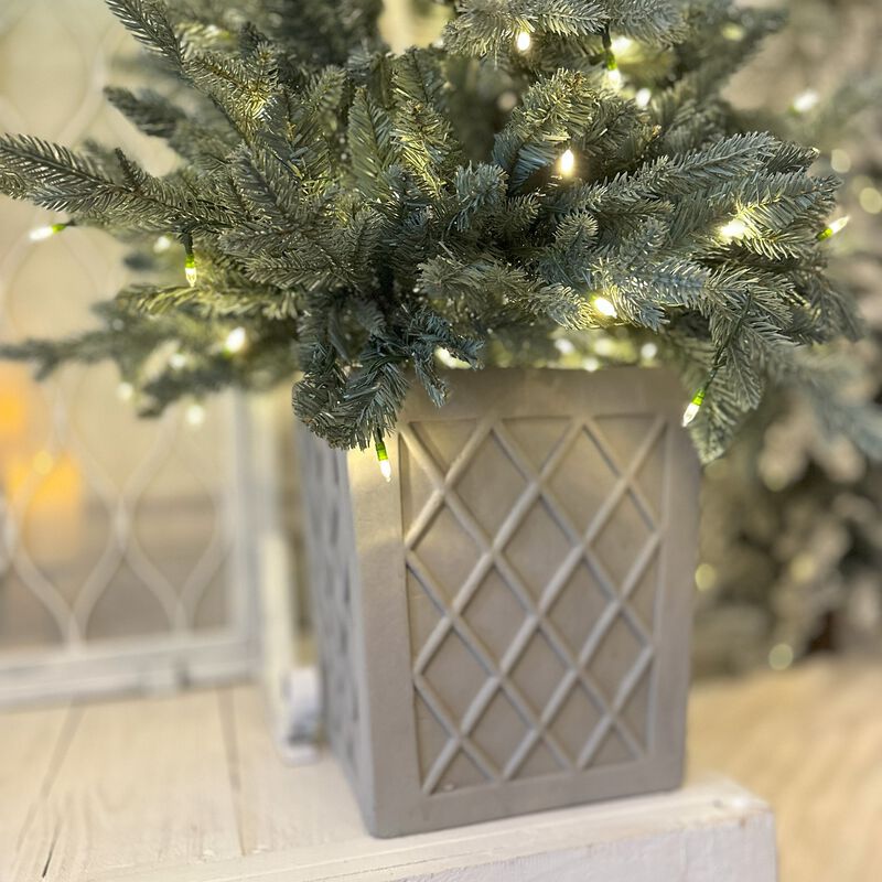 4.5 Foot Barcelona Blue Spruce Potted Tree image number 3