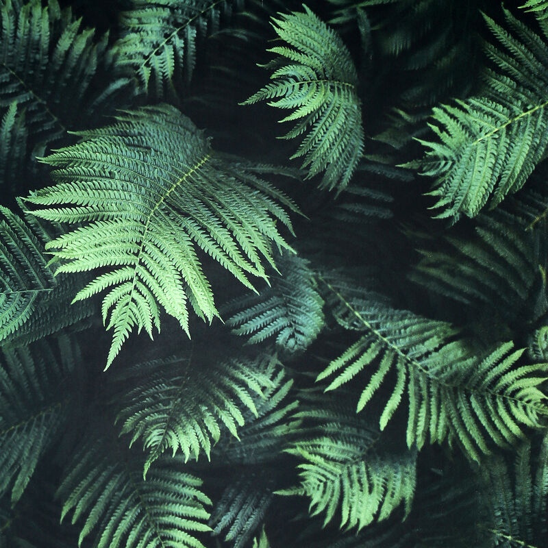 Winona Green Ferns Wallpaper image number 0