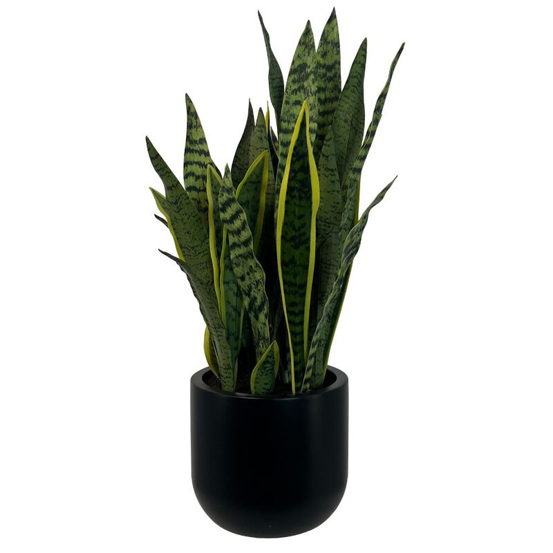 30" Snake Plant image number 0