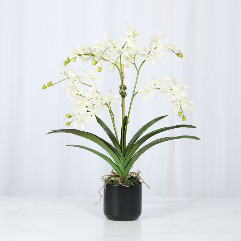 Orchid Arrangement in Vase - 24" image number 1