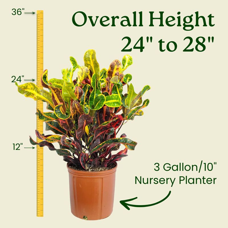Croton Mammy Plant in 3 Gallon Nursery Pot 1 ‑Pack image number 2