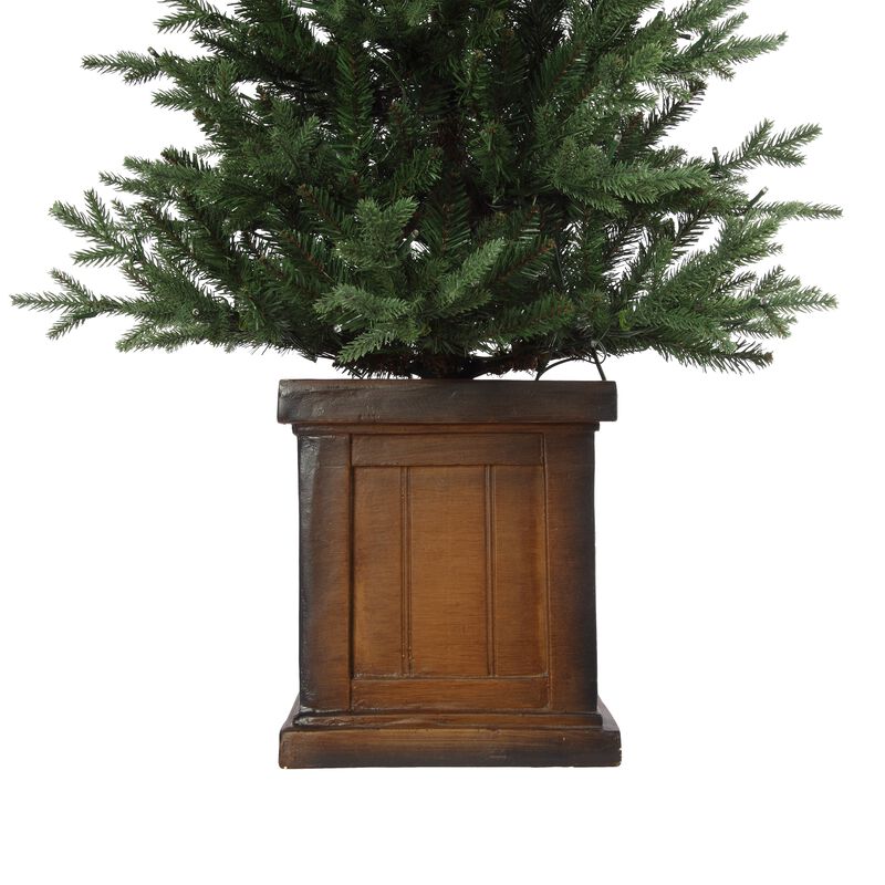 4.5 Foot New Haven Fraser Fir Potted Tree image number 3