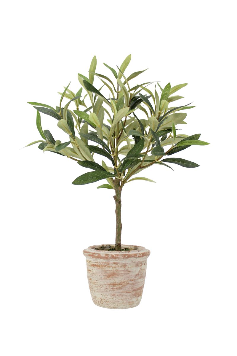 12" Rosemary & 16" Olive Topiary Set image number 5