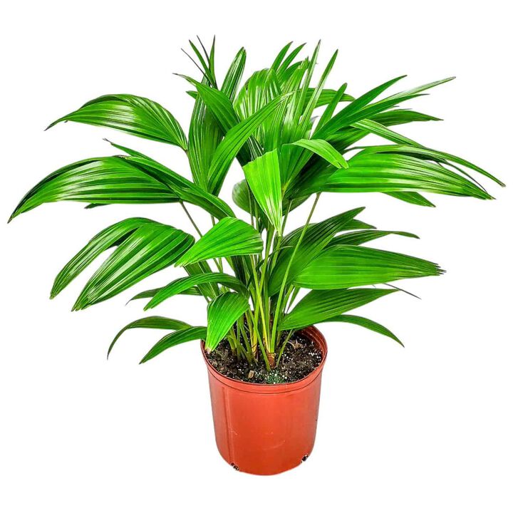 Chinese Fan Palm in 3 Gallon Nursery Pot 1 ‑Pack