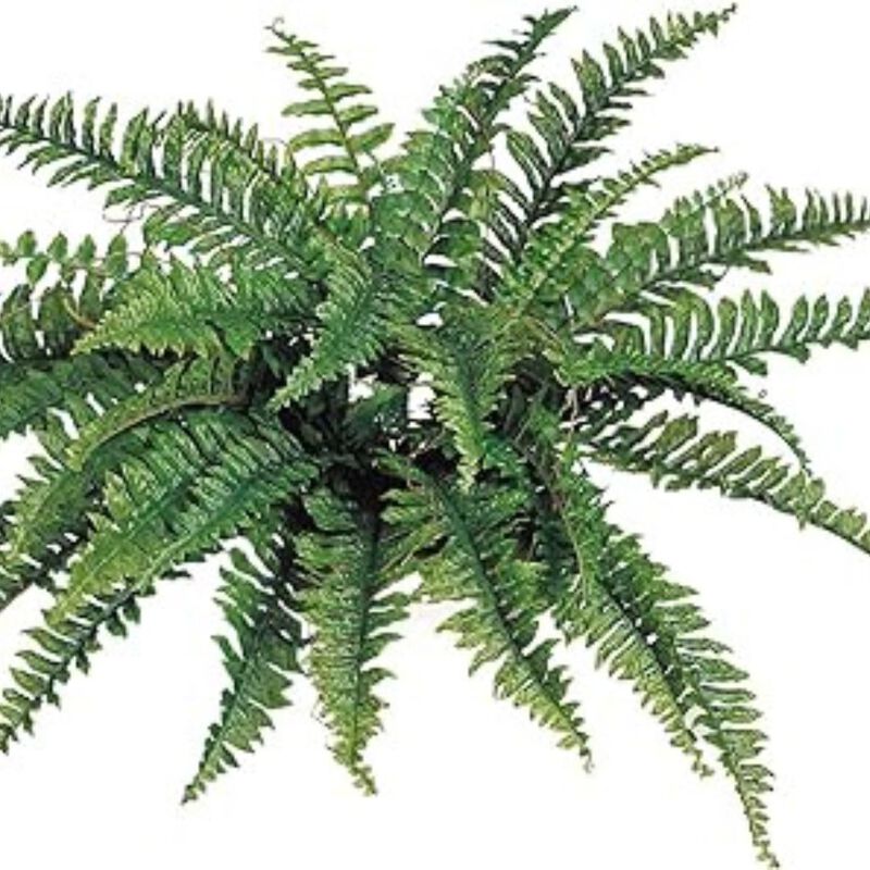 Boston Fern Artificial Plants - UV Resistant, Indoor or Outdoor Plant, Hanging Basket or Planter, 34" Inch Diameter 42 Fronds