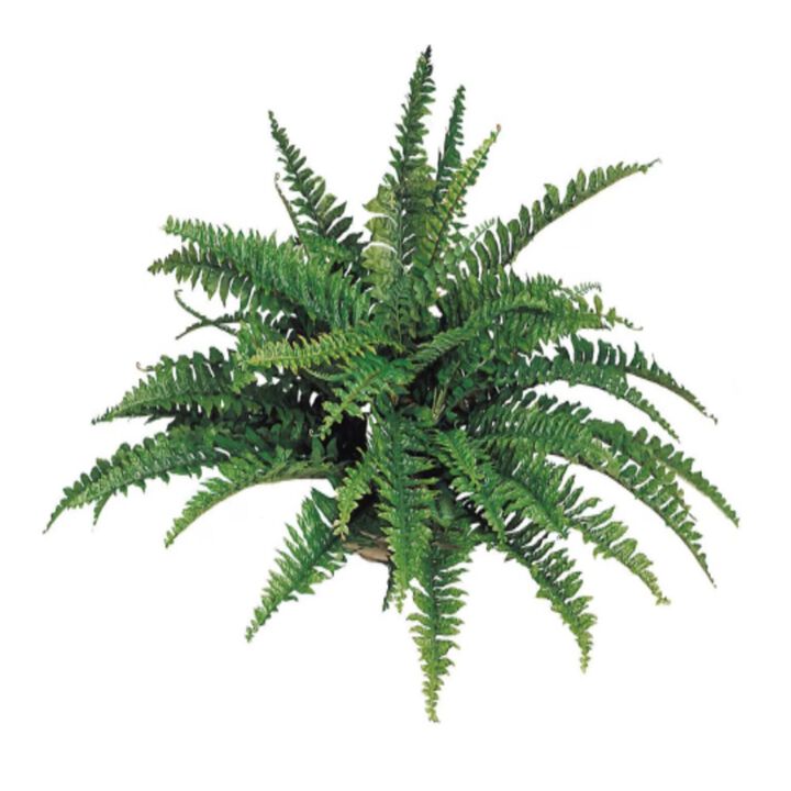 2 Pack Boston Fern Plant, 34" Wide UV Resistant, Hanging Greens, Artificial, Indoor Outdoor, Fits in Hanging Basket Planter, 50 Fronds
