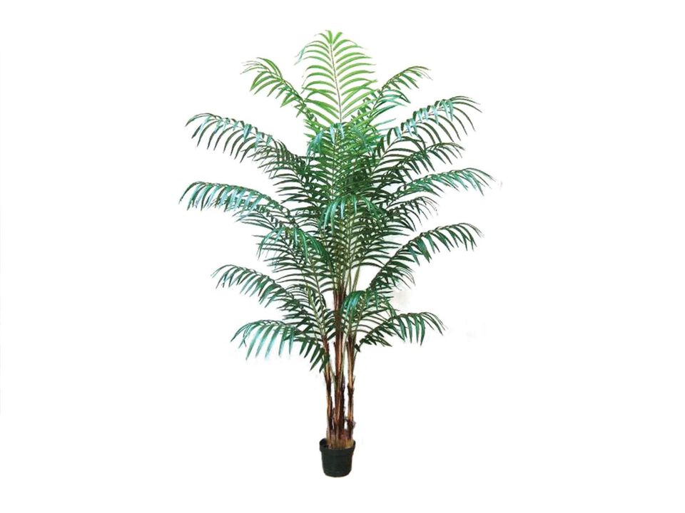 6 Foot Areca Palm Tree, 124 Arching Feathery Fronds, Vibrant Dark Green Color, Bark Tree Trunk, Tropical Tree, Black Pot Base