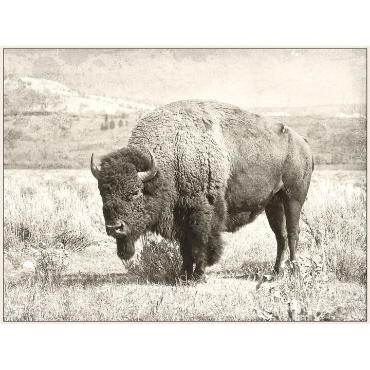 Brown Wild Buffalo Rectangular Framed Wall Art 36" x 48"